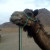 On of the top things to do in Morocco is visiting the camels and riding them in the desert. 
