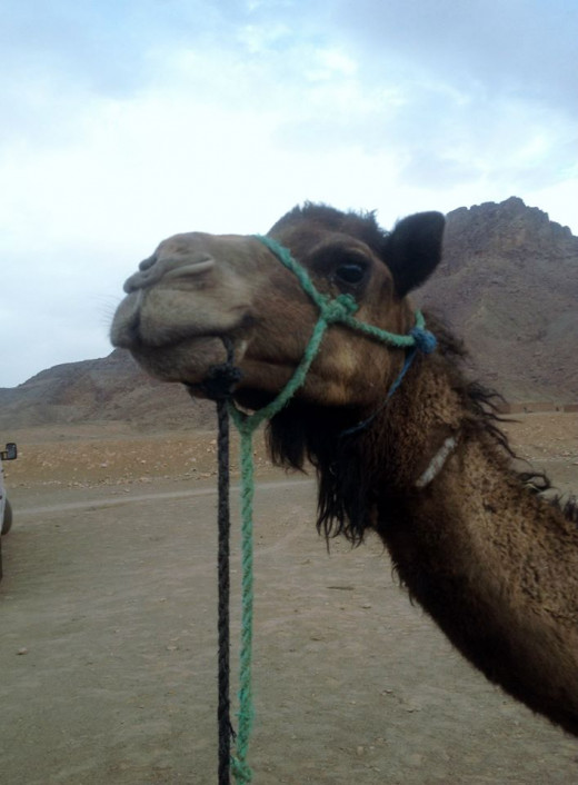 On of the top things to do in Morocco is visiting the camels and riding them in the desert. 