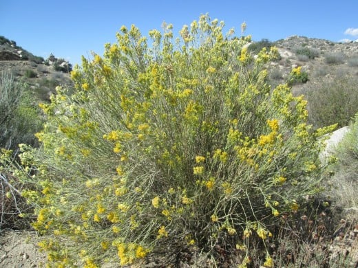 The senecio douglasii still has yellow fading flowers on it.