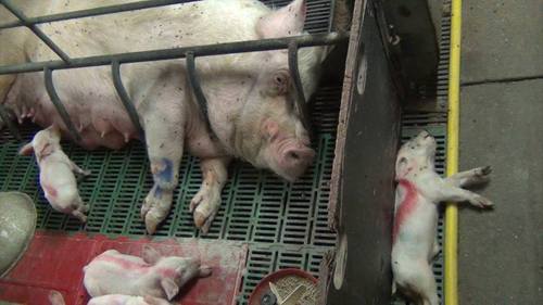 A mother pig trapped in a crate unable to move while her piglets struggle and suffer.