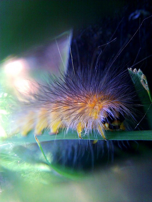 I took this with a cell phone using a lens taken out of a DVD player. 