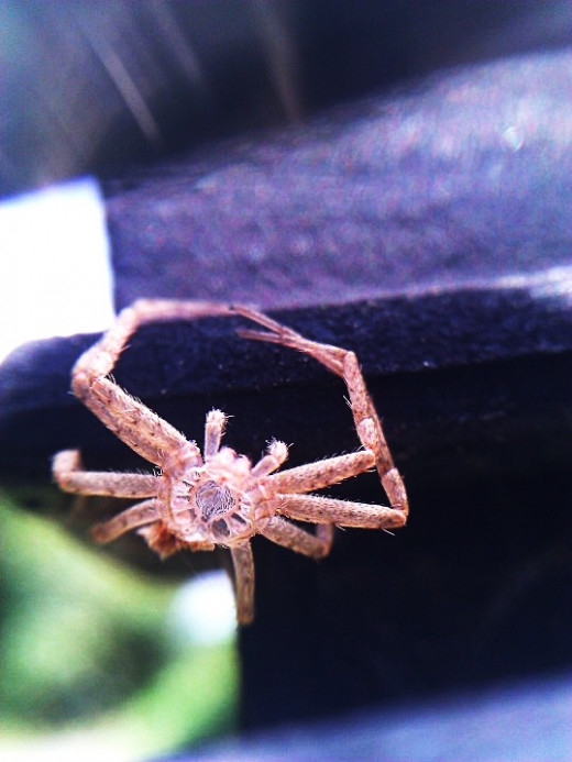This was also taken with a DVD lens on my cell phone camera. 