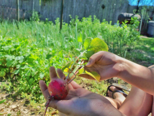 Sometimes the answer to end hunger is looking us right in the face. 