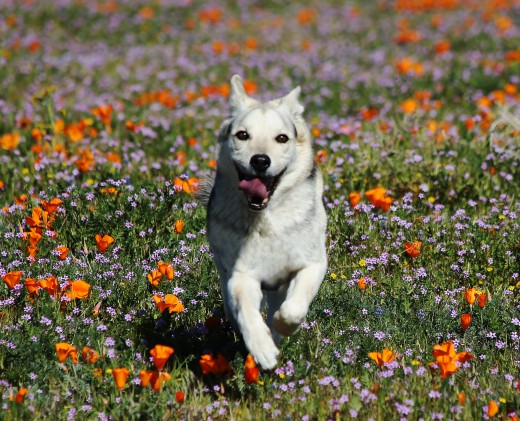 By Rennett Stowe from USA (That Free Feeling) [CC BY 2.0 (http://creativecommons.org/licenses/by/2.0)], via Wikimedia Commons