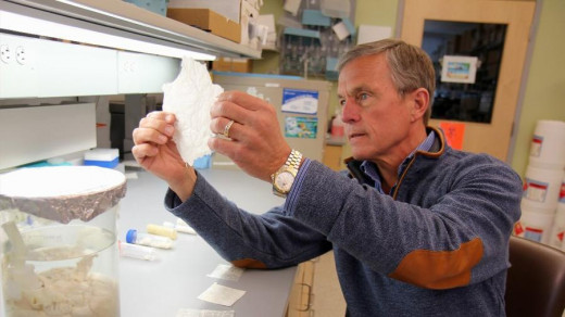 Dr. Stephen Badylak of University of Pittsburgh holding a sheet of extracellular matrix. 