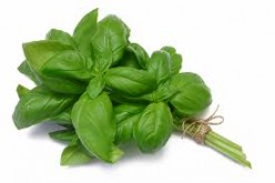 Everything You Ever Wanted to Know About Basil