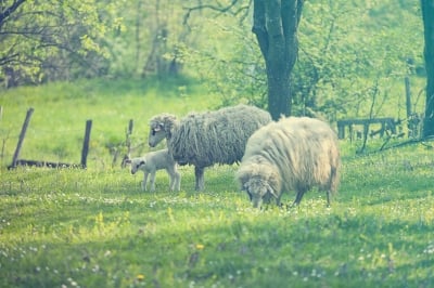 Sheep with lambs in a green field.