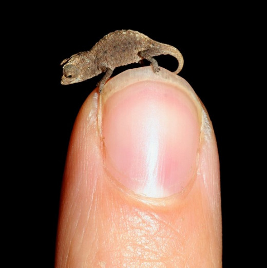 The Smallest Reptile?