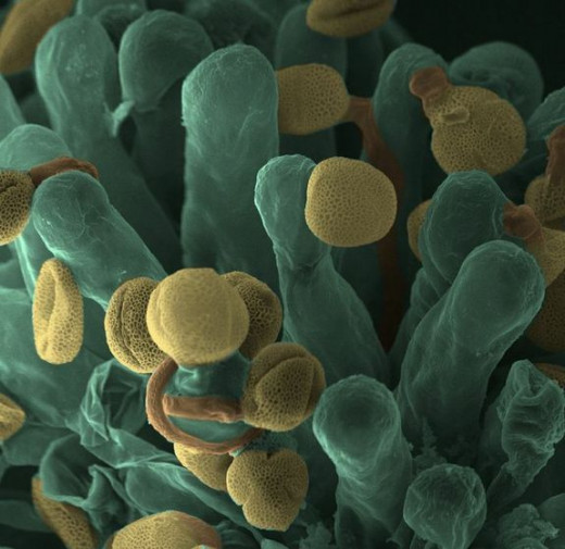 Pollen grains Germinating in Stigmatic Surface 
