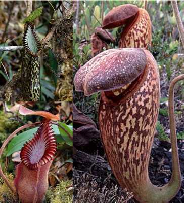 Cobra Plants-Nepenthes