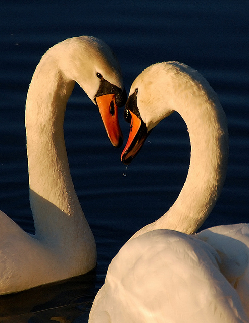 CC by Flickr