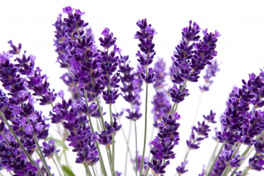 Lavender essential oils promote relaxation