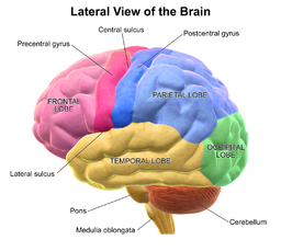 Human brain parts