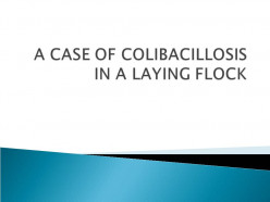 A case of colibacillosis in a laying flock