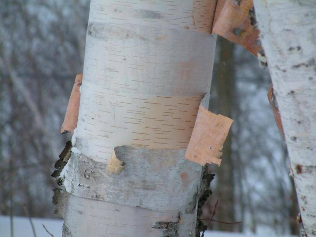 What is the difference between an aspen and a birch tree?