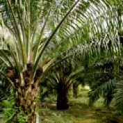 palmoil profile image