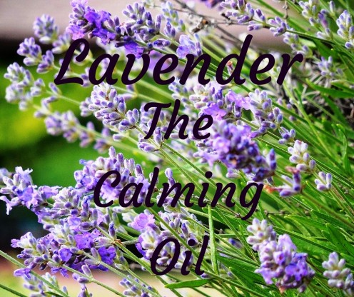 Lavender Oil has the ability to invoke and increase the release of serotonin, thus producing a calming effect on the body.