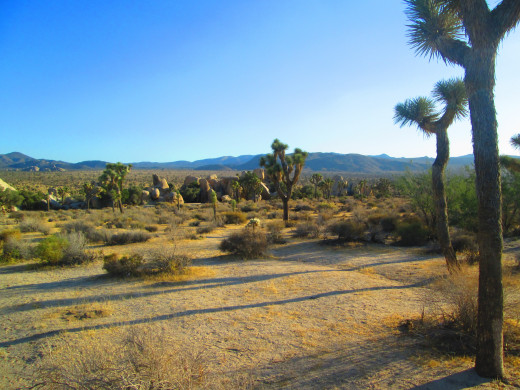 The Joshua trees look like they are beckoning visitors with their arms to come frolic among the trees.