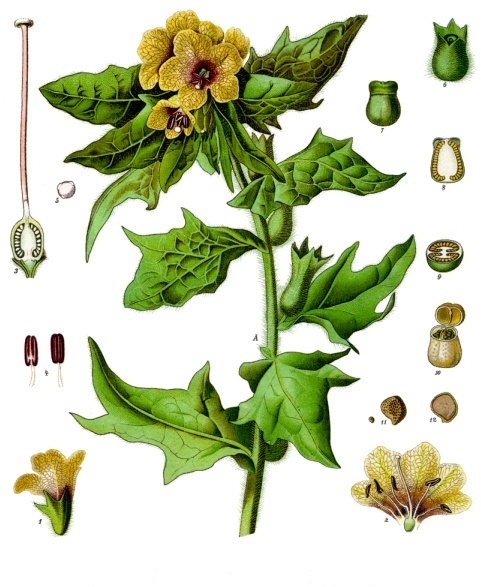 Hyoscyamus niger - Köhler's Medizinal-Pflanzen