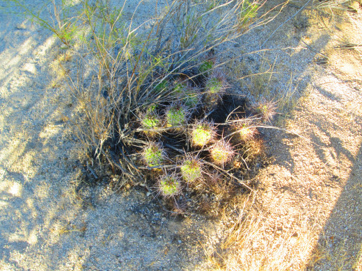 A small cholla cactus.