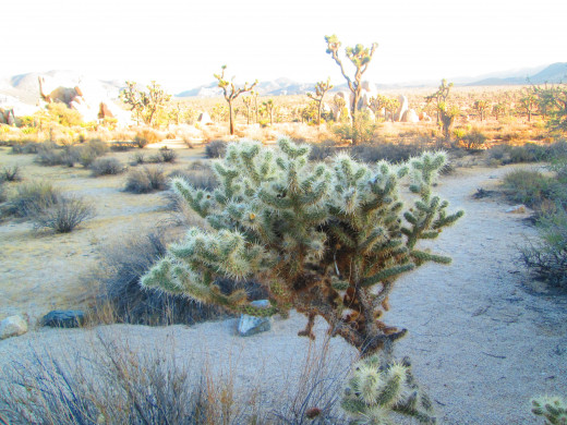 A teddy bear cholla cactus in the late afternoon.