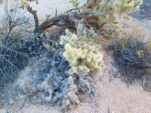 The spines on the cholla cactus look "cuddly," but looks can be deceiving.