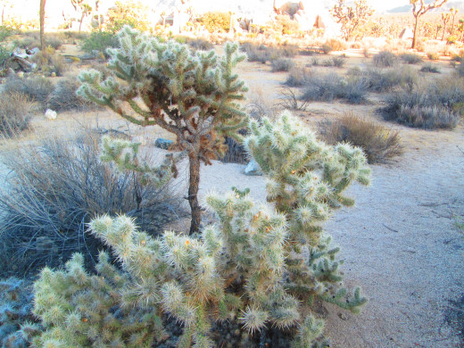 The soft appearance of the teddy bear cholla cactus is another reason not to judge a book by its cover, so to speak.