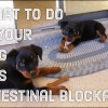 Symptoms of Intestinal Blockage in Dogs