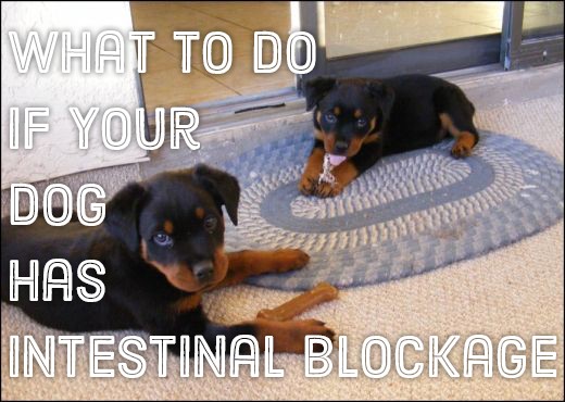 Symptoms of Intestinal Blockage in Dogs | PetHelpful