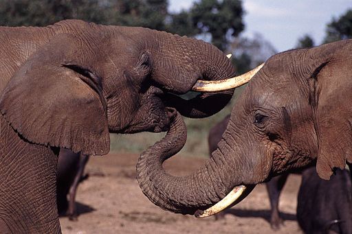 Even animals kiss each other