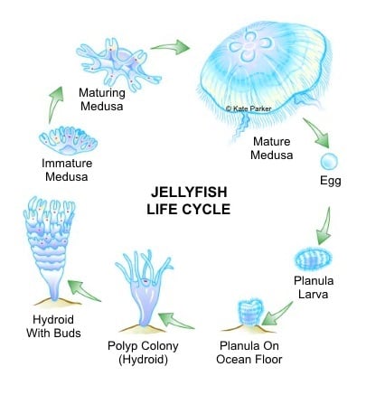 The Immortal Jellyfish (Facts & Photos) | HubPages