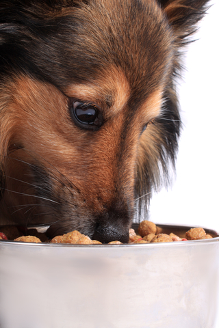 Kibble or dry dog food tends to be more nutritious than canned food.