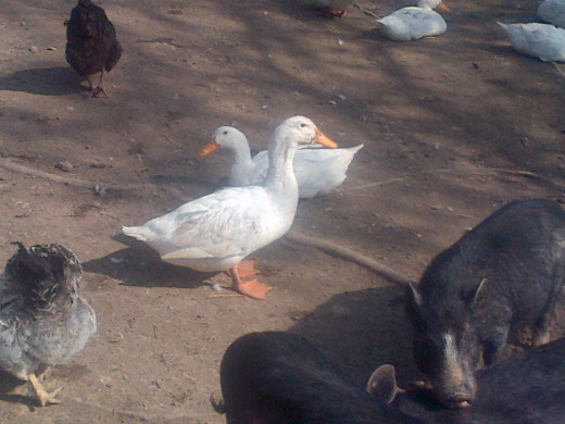 Peking Ducks can be beautiful
