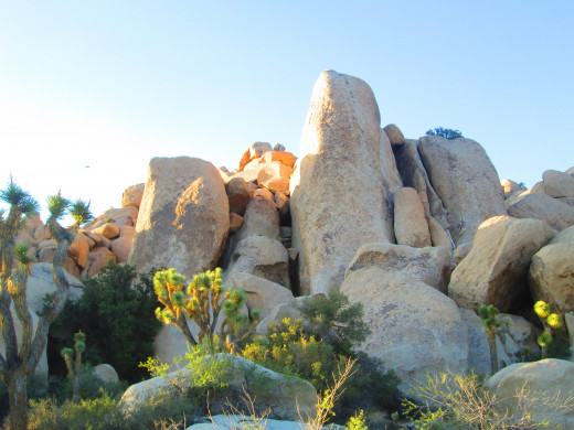 Joshua trees next to boulders with various interesting shapes.