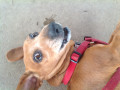 R.i.p Sandy the Dachshund :-( (History of My Beloved Pets, Past and Present)