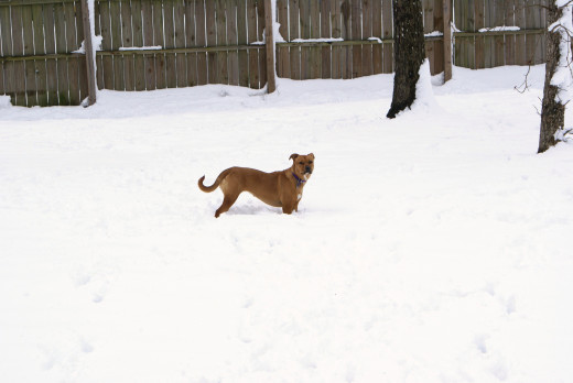 Angel sure loves snow
