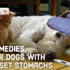 Vet-Approved Home Remedies for Upset Stomachs in Dogs