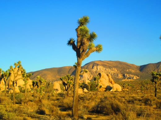 The Joshua tree looks as if he is throwing his arms up in the air.