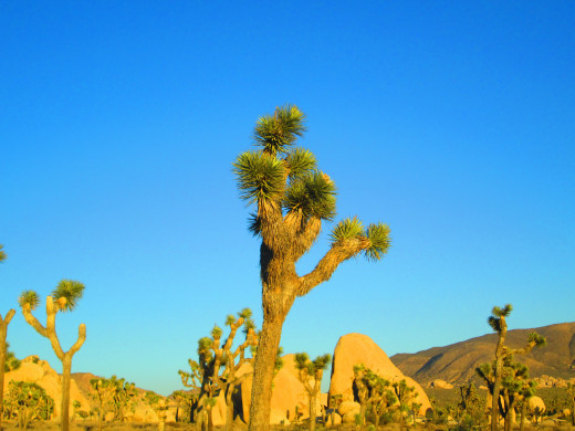 The leaves of the Joshua tree look whimsical.