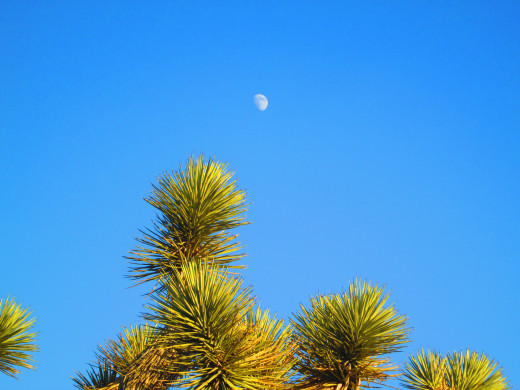 A closeup image of the moon over the green leaves of the Joshua tree.