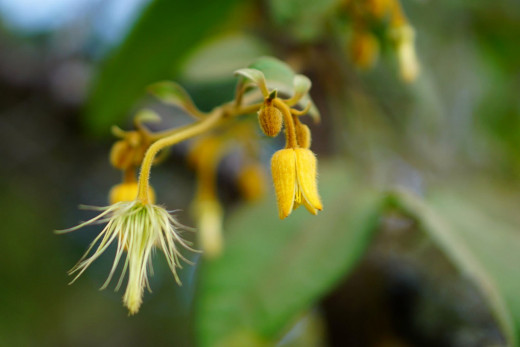 Flower, vegetable, or fruit plants will do in limited spaced gardening.