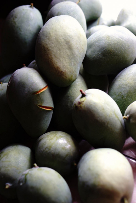 These mangoes have just been harvested from a mango tree grown in our limited yard.