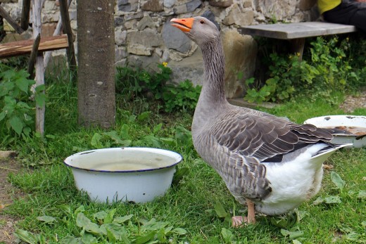 Duck drinking from a shallow bowl.