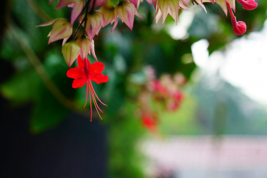 The beauty of a garden in a limited space.