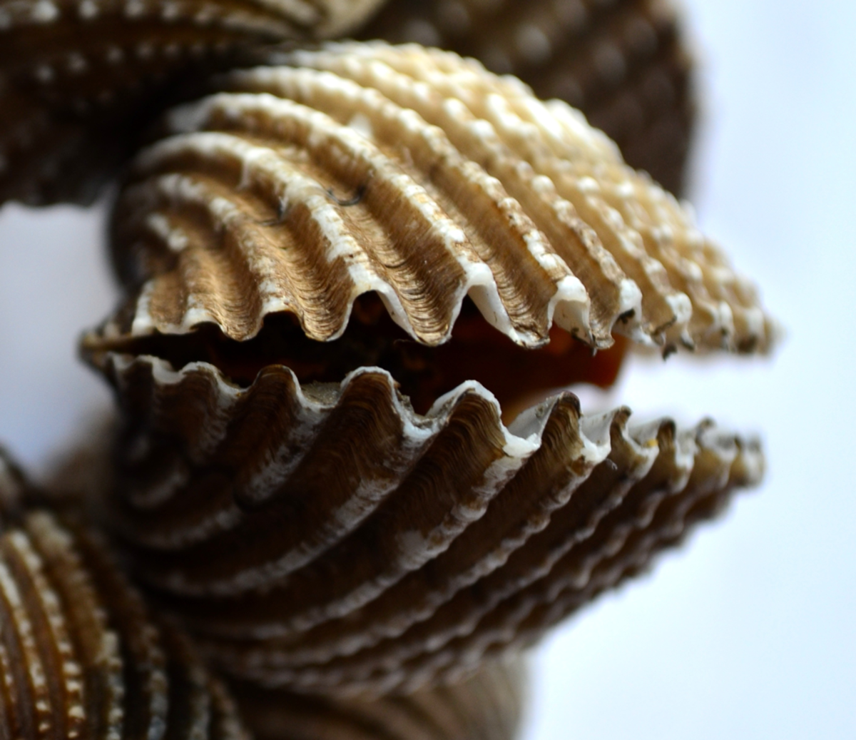 Types of Mollusk: Snails, Bivalves, Squid, and More | Owlcation