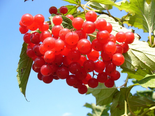 Cranberries have powerful anti-inflammatory properties!
