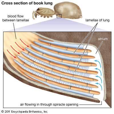 Book Lungs