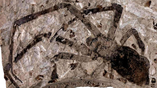 Largest fossil Spider in Jurassic China