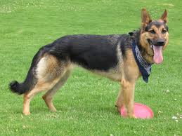 German Shepherd         (Alsatian)