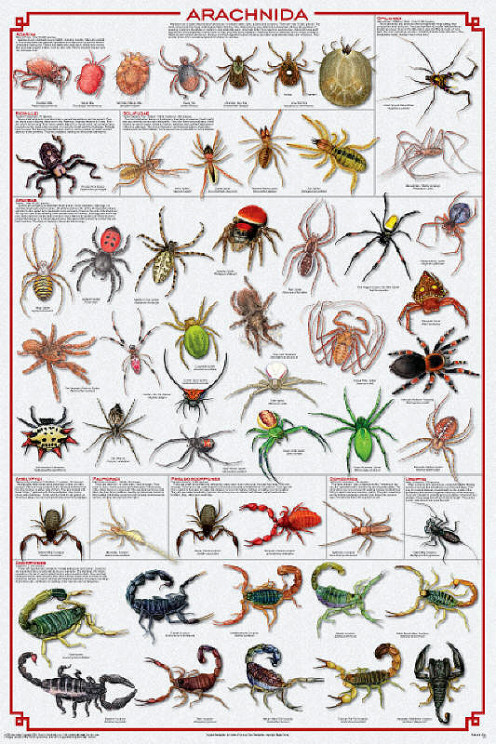 Members of the Order Arachnida